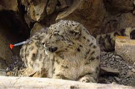 Awareness raised on snow leopards conservation